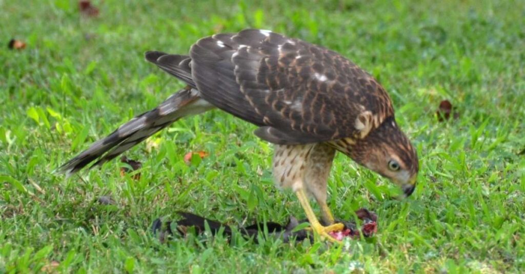 Cooper's Hawk color pattern of wings