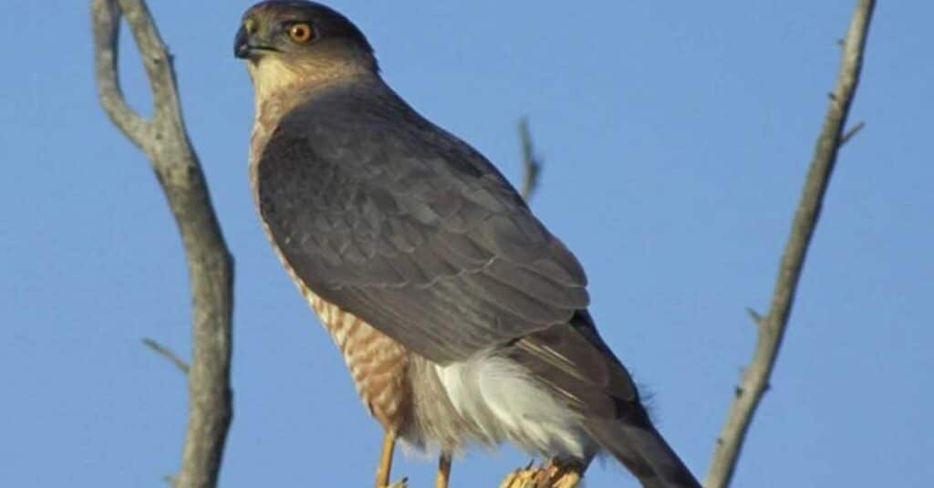 Cooper's Hawk is perched on tree