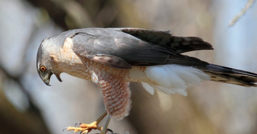 Cooper's Hawk is screeching