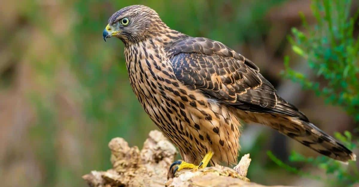 Cooper's Hawk