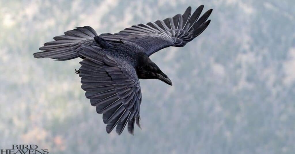 Crow is flying