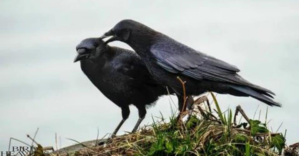 Crow's Journey to Finding a Mate