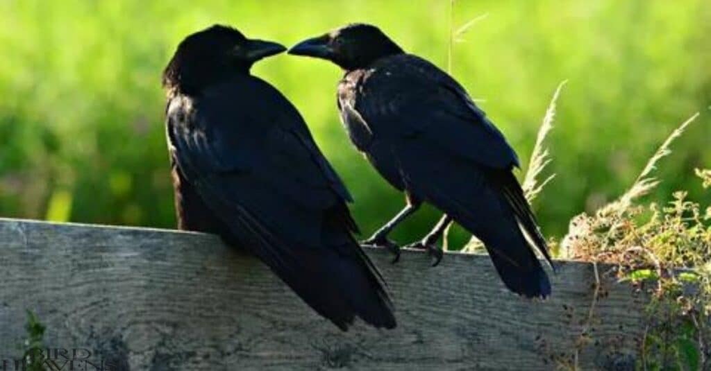 Crows Loyalty To Mates