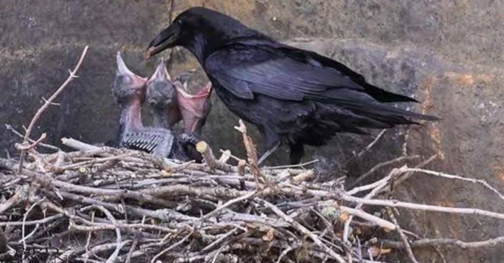 Crow's Mating Season