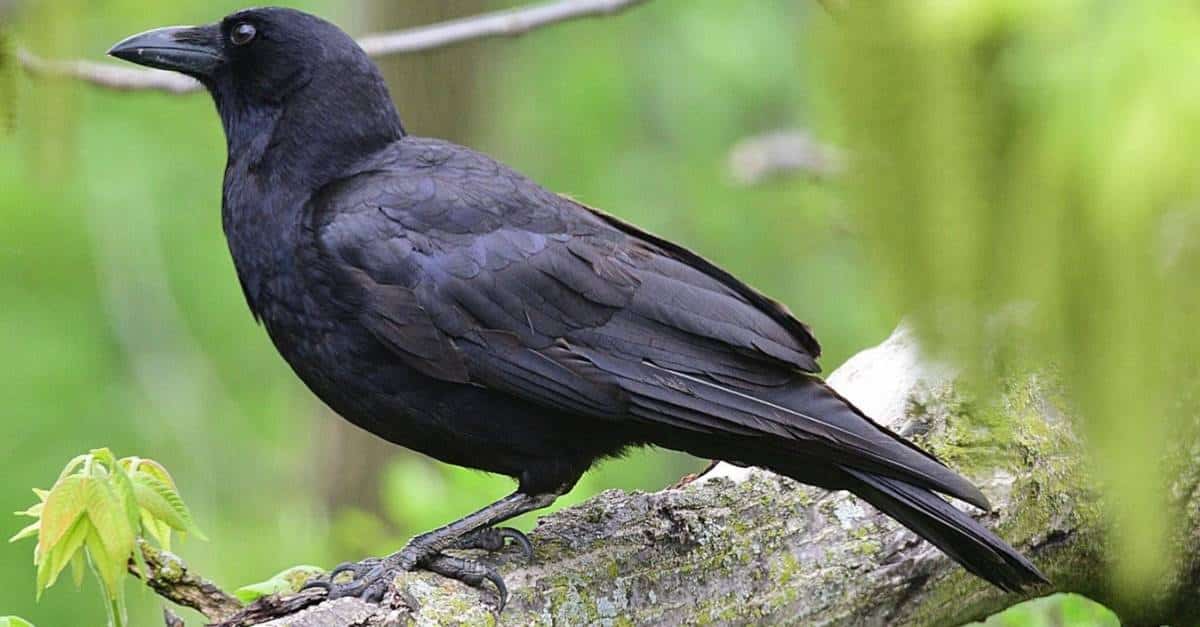 Do Crows Migrate In Winter