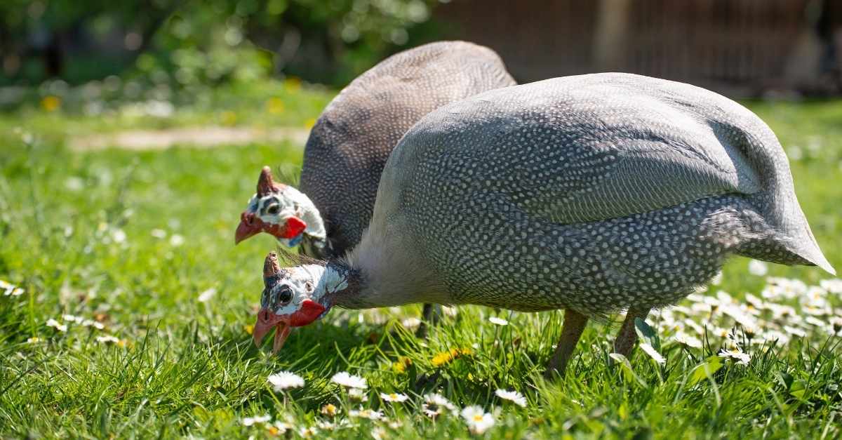 Do Guinea Fowl Attack Humans