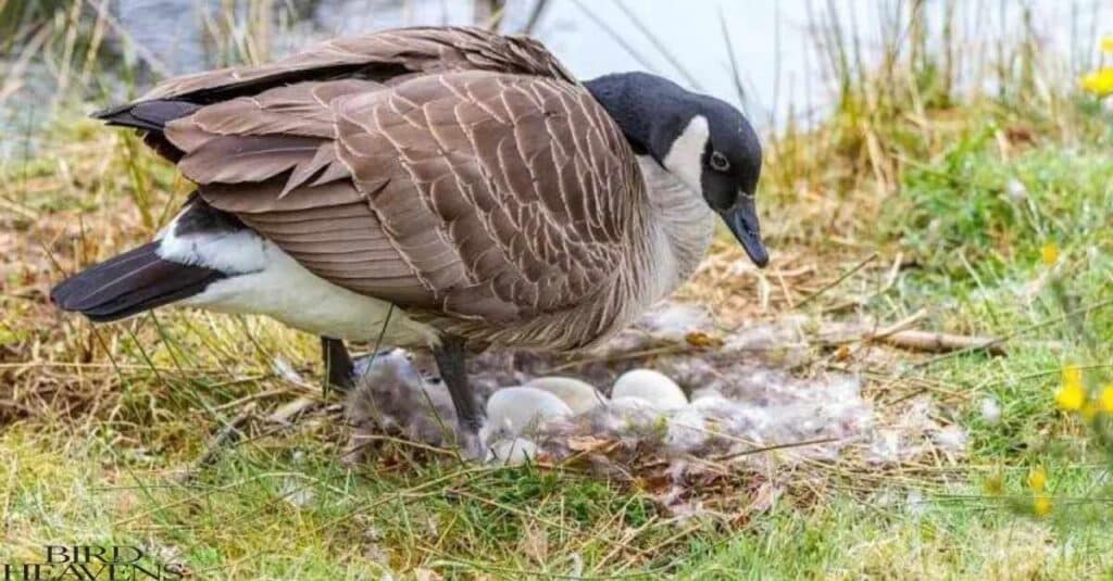 Egg-Laying Process Of  Goose