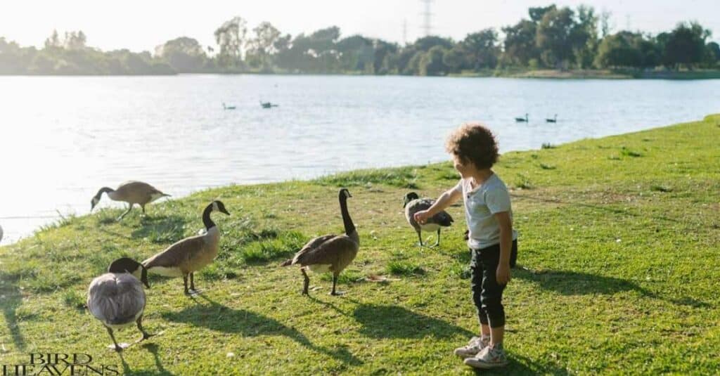 Goose Human Interaction