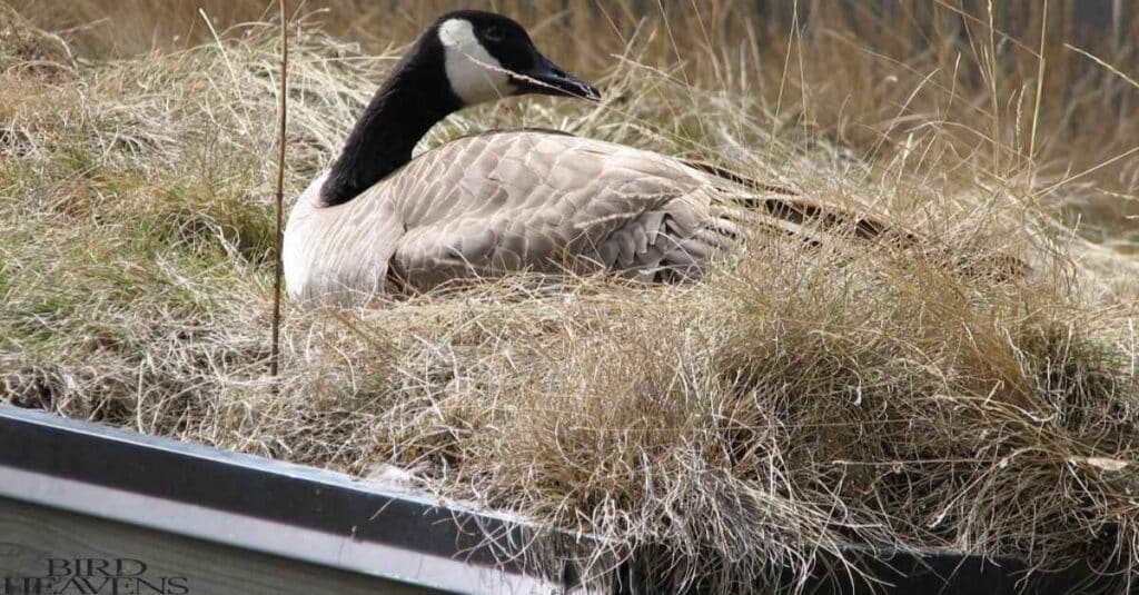 Goose is sitting in nest