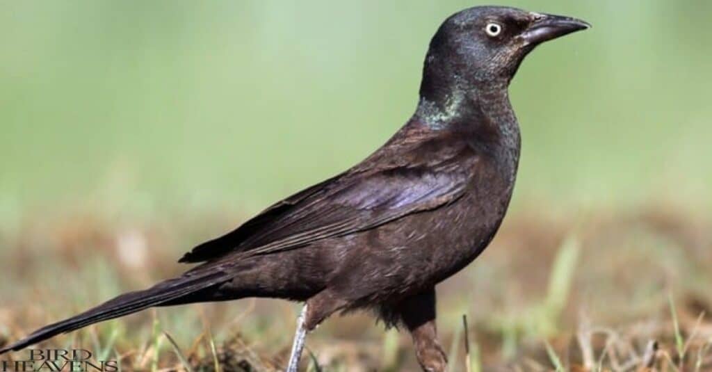 Grackle