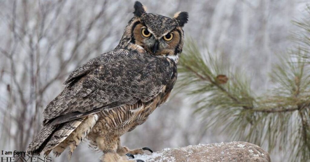 Great Horned Owl is the largest owl species in Tennessee