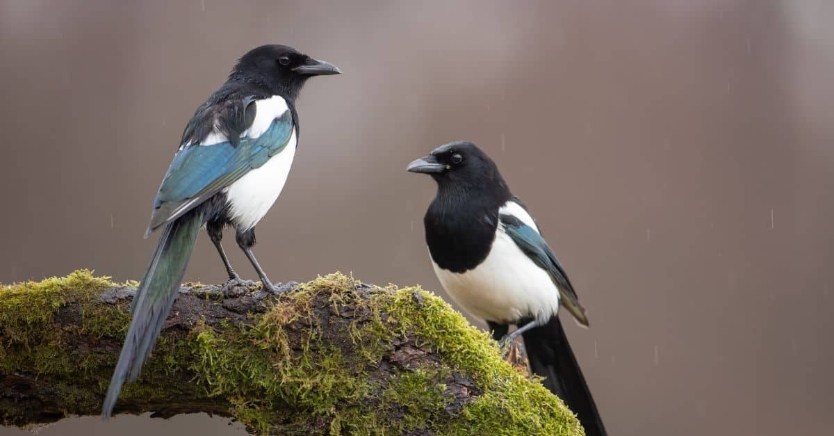 Group of Magpies