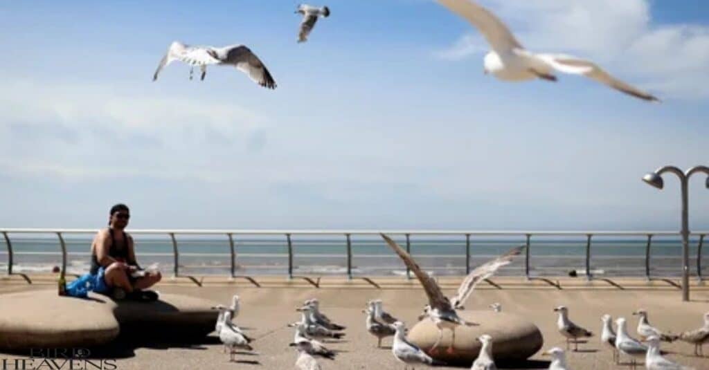 Human Presence Shapes Seagull Diets