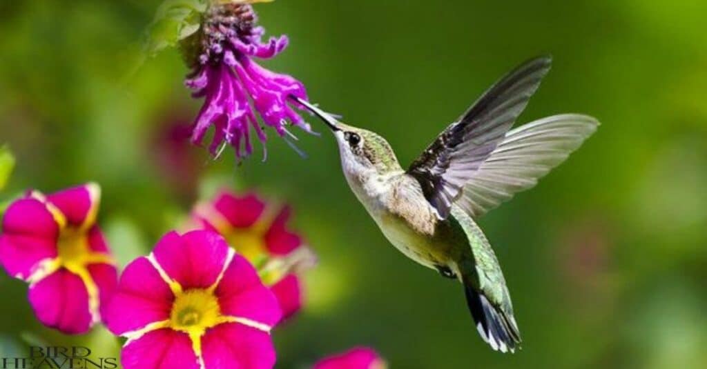 Hummingbird is flying