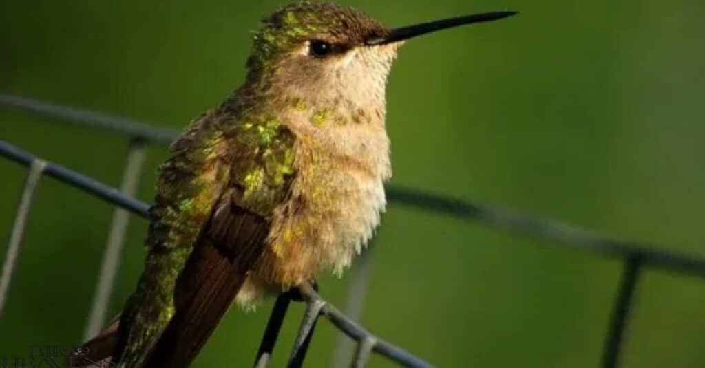 Hummingbird Sleep