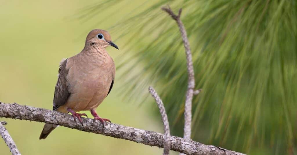 Interpretations of Mourning Dove Appearances