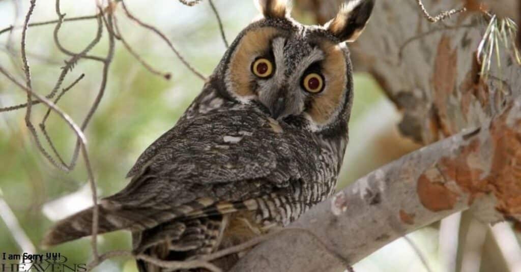 Long-eared Owl is one of the more elusive owl species in Tennessee