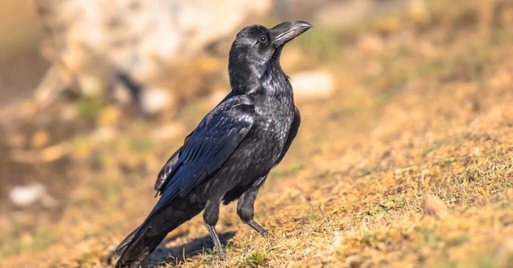 Meaning of Ravens