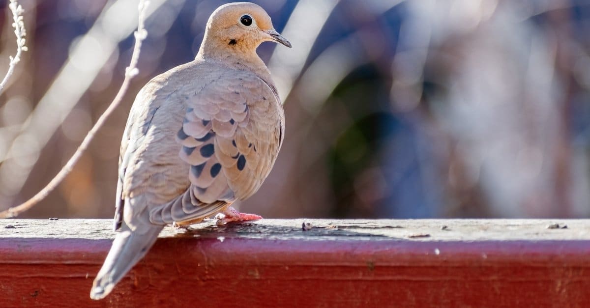 Mourning Dove Symbolism and spirtual meaning