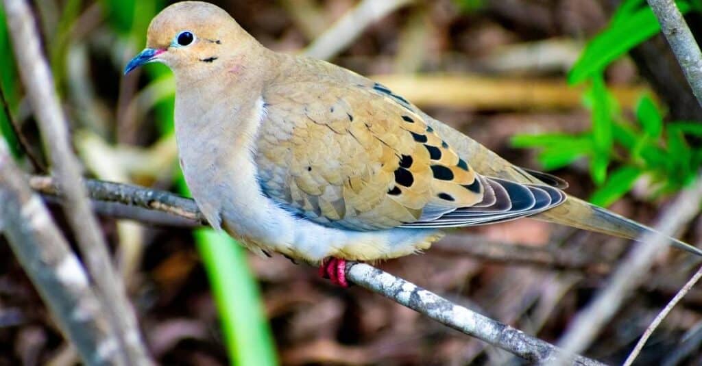 Mourning Dove as a Totem Animal