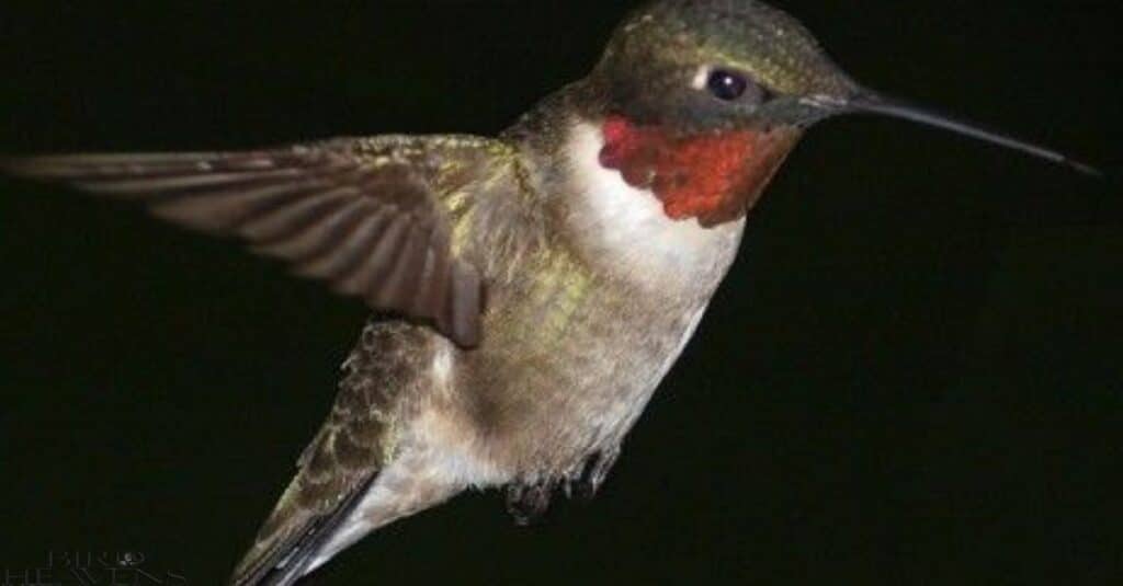 Observing Hummingbirds After Dark