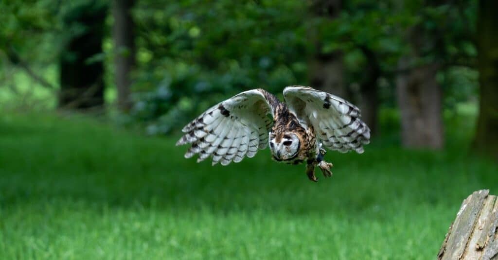 Owl is flying