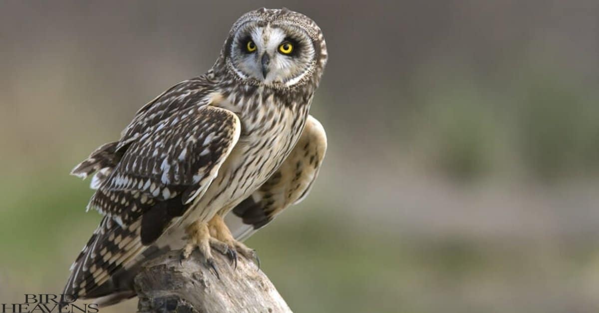 Owls In Georgia