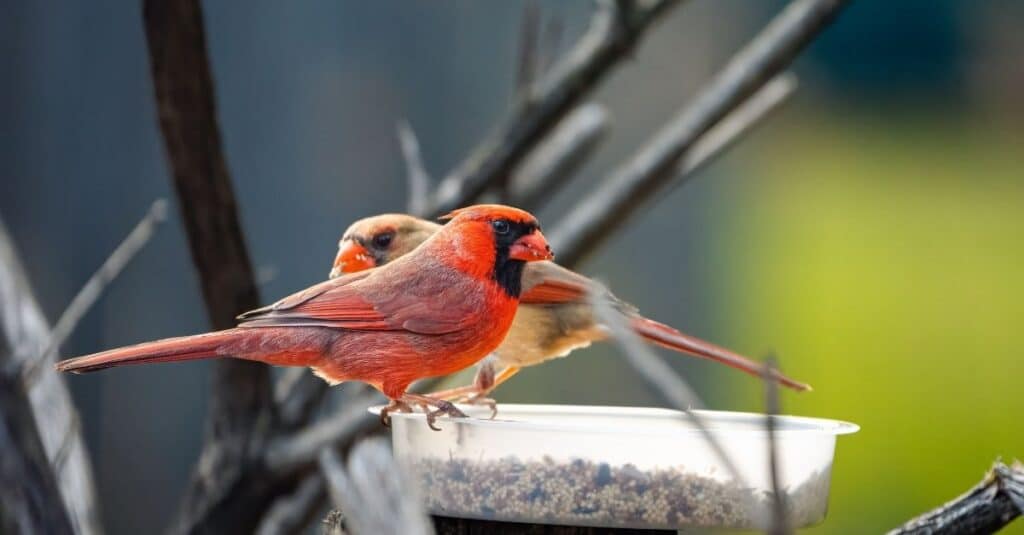 Pair of Cardinals is eating