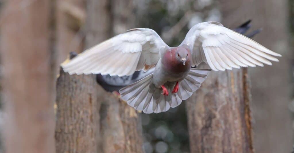 Pigeon is flying