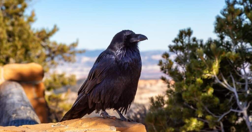 Raven Symbolism