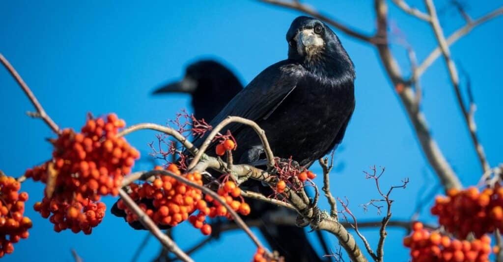 Raven is perched on tree