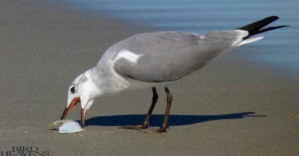 Seagull