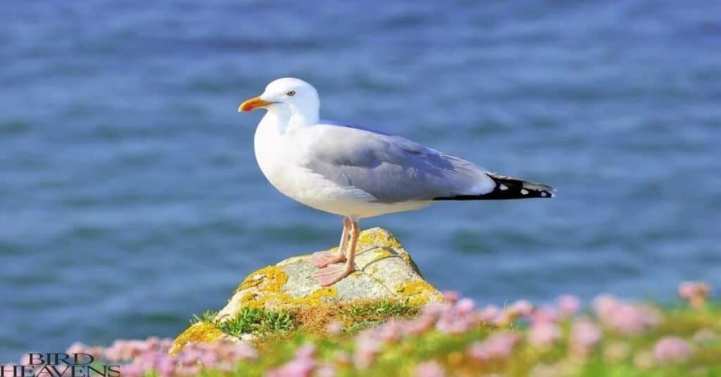 Seagull