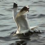 Seagulls Breathe Underwater