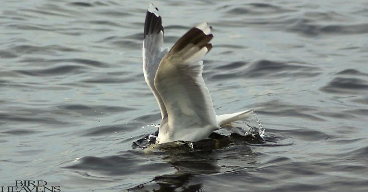 Seagulls Breathe Underwater