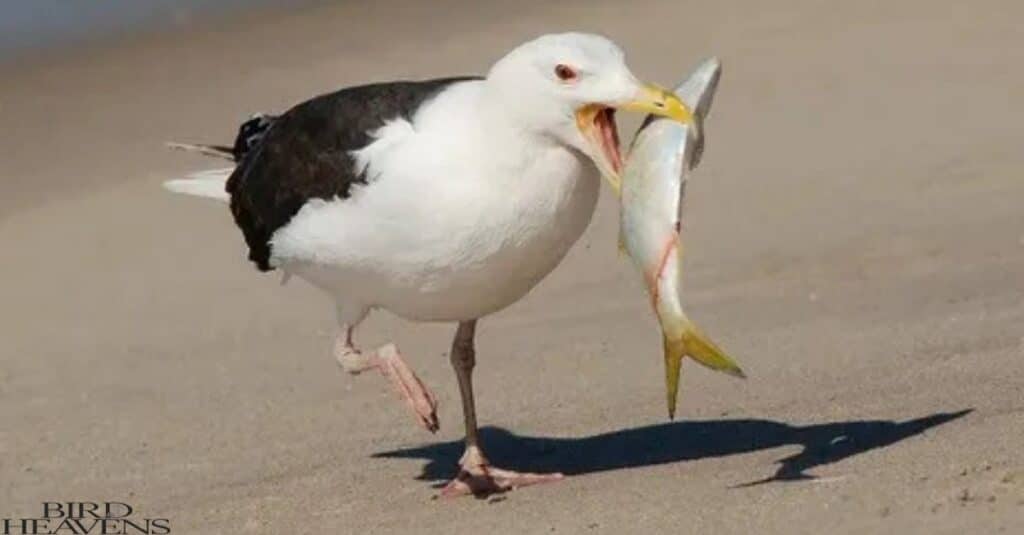 Seagulls' Fishing Techniques