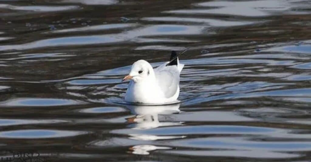 Seagulls Resting on Water