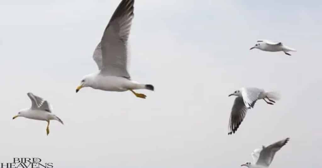 Seagulls are flying