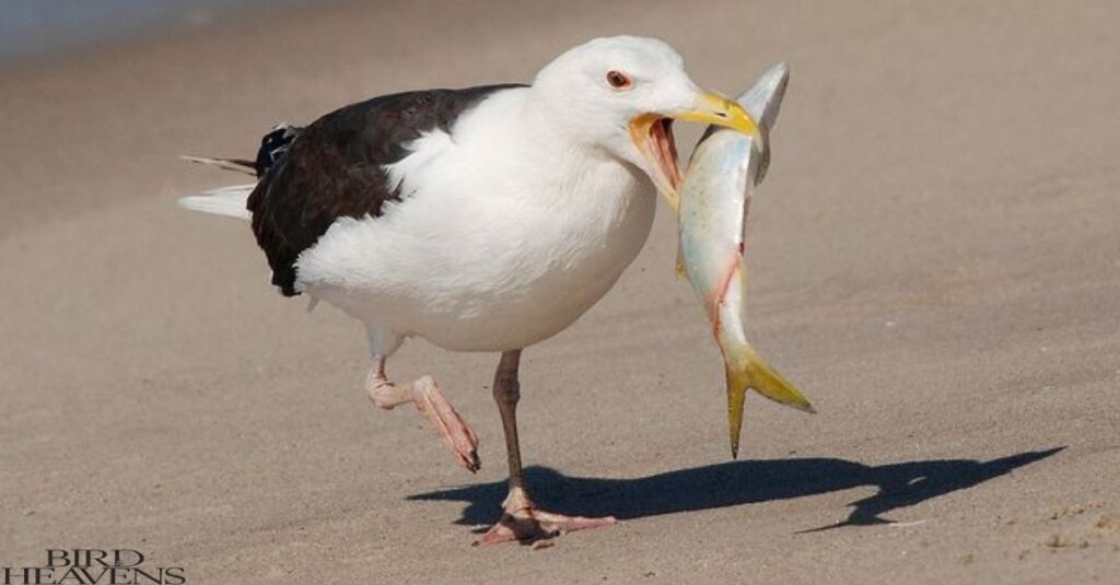 Seagulls is eating fish