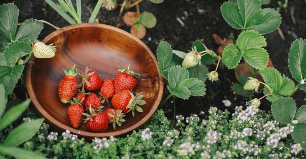 Serving Strawberries at Your Feeder