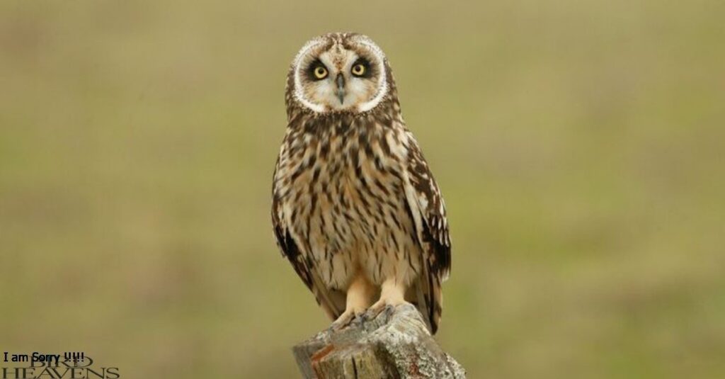 Short-eared Owl is a medium-sized owl