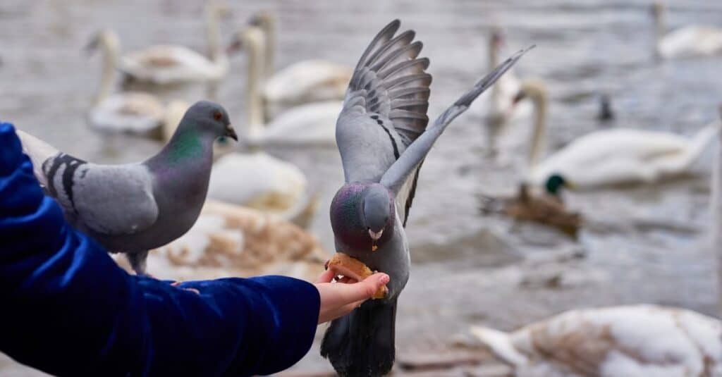 Spiritual Interpretations of Pigeon