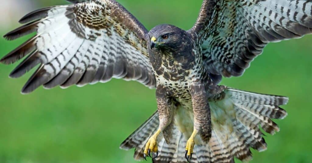 Spiritual Meaning and Symbolism of Hawks