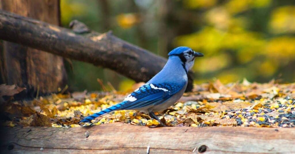 Spiritual Meanings of Seeing Blue Jays and Cardinals