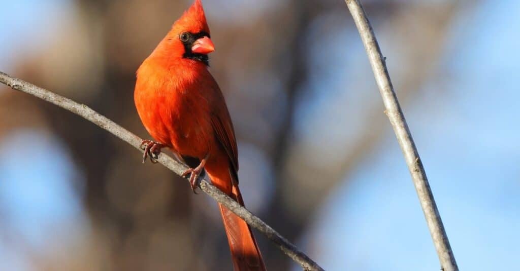 Spiritual Practices Involving Cardinal and Blue Jay Symbolism