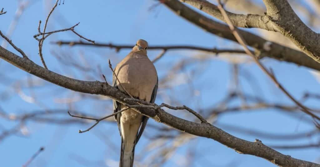 Spiritual Symbolism of Mourning Doves