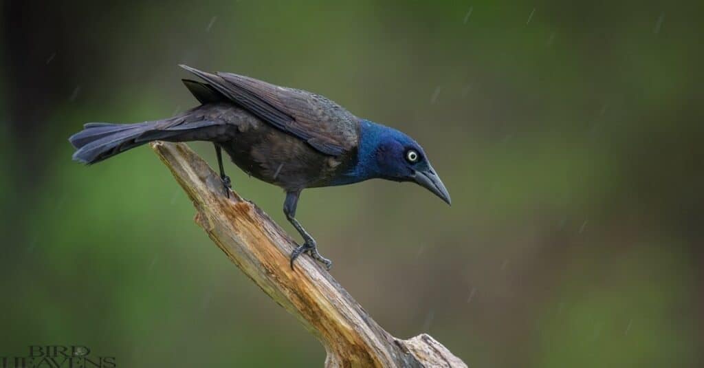 Starling Vs Grackle