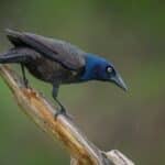 Starling Vs Grackle