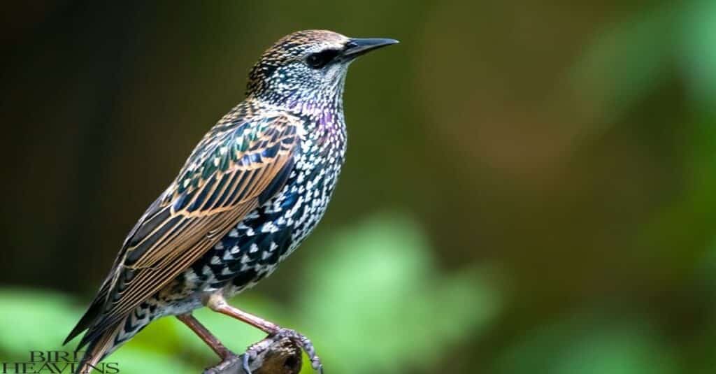 Starling is sitting on tree