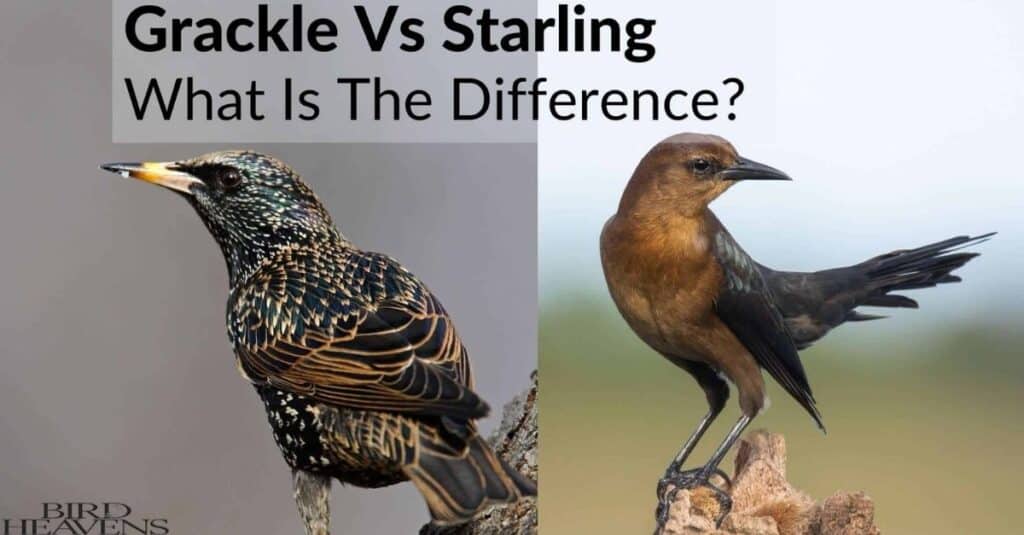 Starling vs Grackle